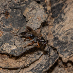 Agenioideus cinctellus