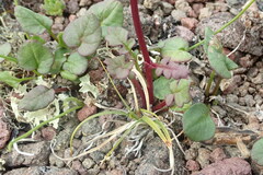 Packera heterophylla