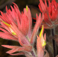 Castilleja peirsonii