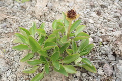 Oxygraphis glacialis