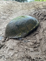 Kinosternon arizonense