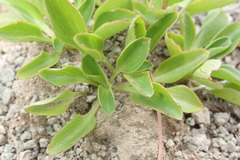 Oxygraphis glacialis