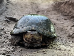 Kinosternon arizonense