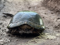 Kinosternon arizonense