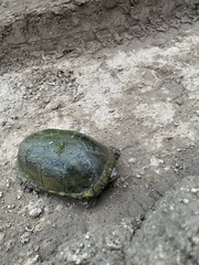 Kinosternon arizonense