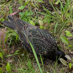 Sturnus vulgaris