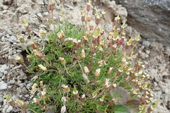 Cherleria arctica