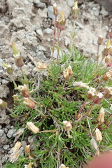 Cherleria arctica