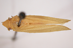 Acanalonia affinis