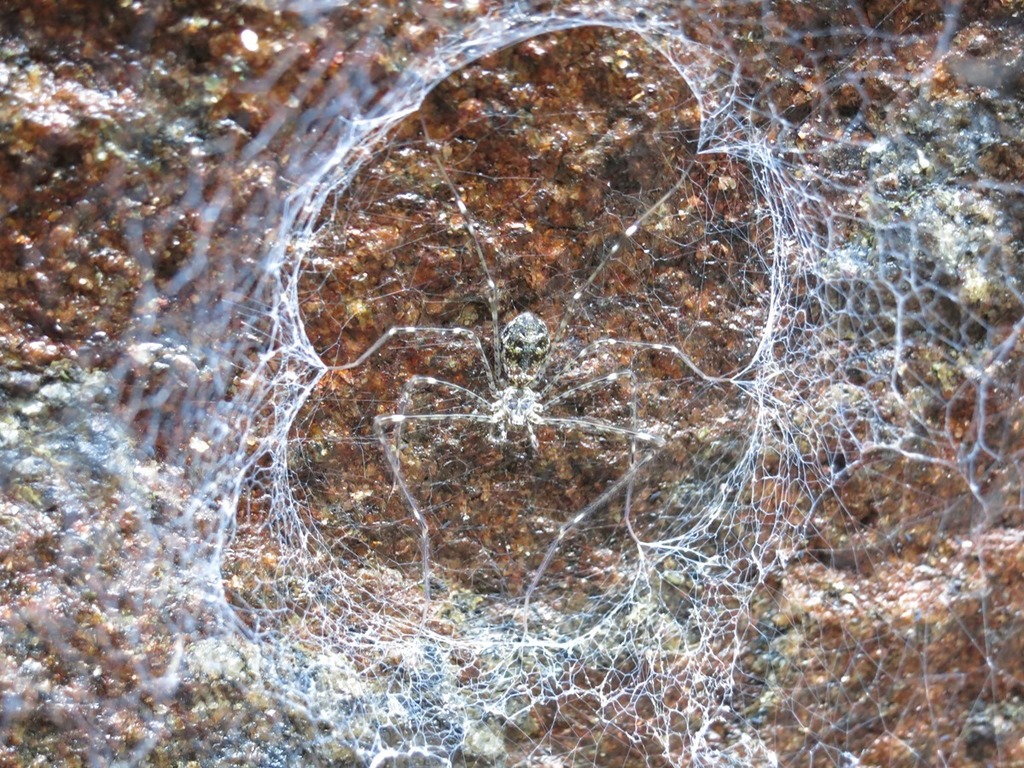 Hypochilus sheari