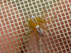 Image of Oxyopes salticus