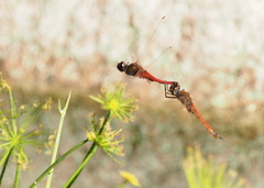Tramea transmarina euryale