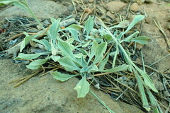 Antennaria argentea