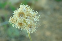 Antennaria argentea