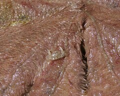 Dissodactylus mellitae