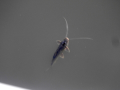 Pimelodus maculatus
