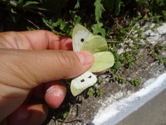 Pieris brassicae azorensis