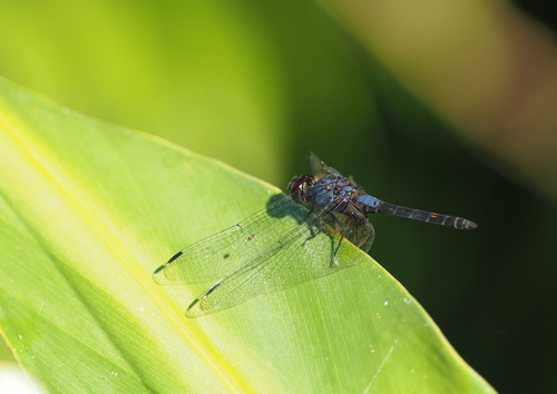 Indigo Dropwing photo 3