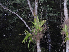 Aechmea angustifolia