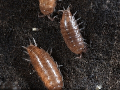 Trichoniscus pusillus