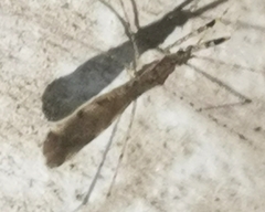 Empicoris vagabundus