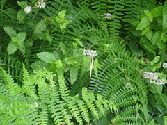 Pieris brassicae azorensis