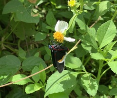 Mysoria barcastus