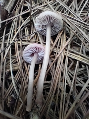 Mycena