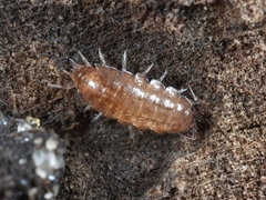 Trichoniscus pusillus