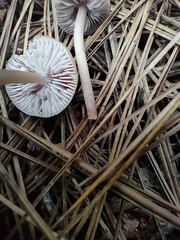 Mycena