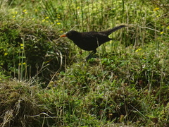 Turdus merula azorensis