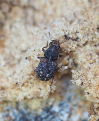 Ulorhinus bilineatus