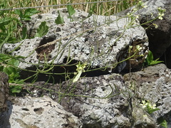 Pieris brassicae azorensis