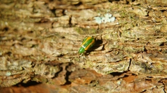 Diabrotica porracea