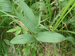 Epipactis palustris