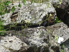 Pieris brassicae azorensis