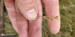 Juncus interior