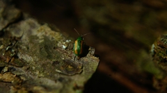 Diabrotica porracea