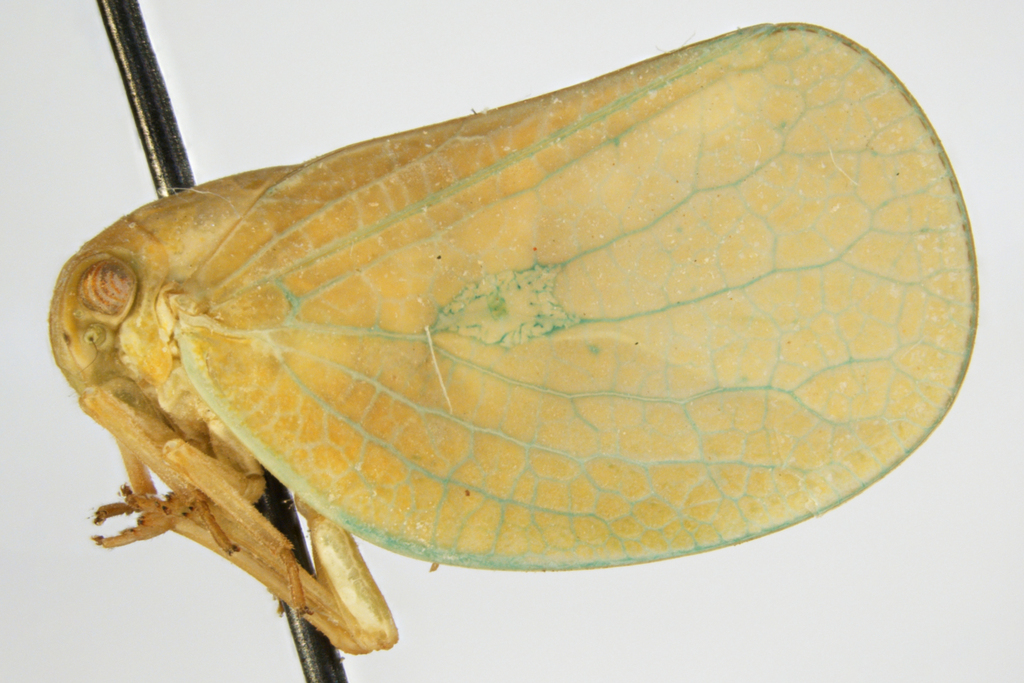 Acanalonia albacosta