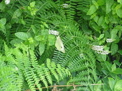 Pieris brassicae azorensis