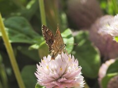 Carcharodus alceae