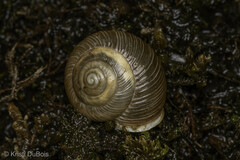 Allogona ptychophora