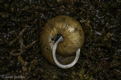 Allogona ptychophora