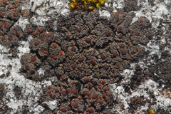 Fuscopannaria maritima