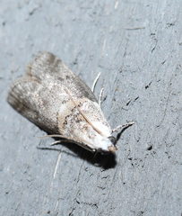 Acrobasis palliolella