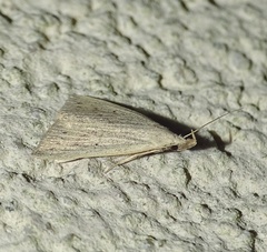 Macrochilo cribrumalis