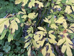Corydalis scouleri