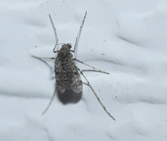 Psectrotanypus dyari