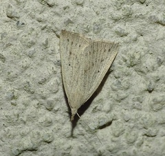 Macrochilo cribrumalis