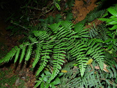 Dennstaedtia obtusifolia